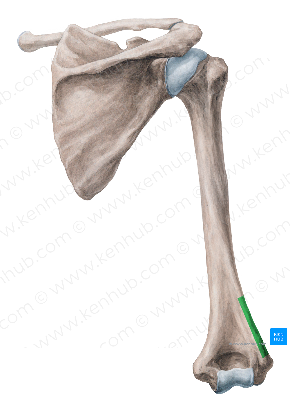 Lateral supracondylar ridge of humerus (#3133)