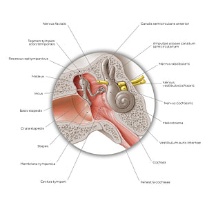 Middle ear: coronal section (Latin)
