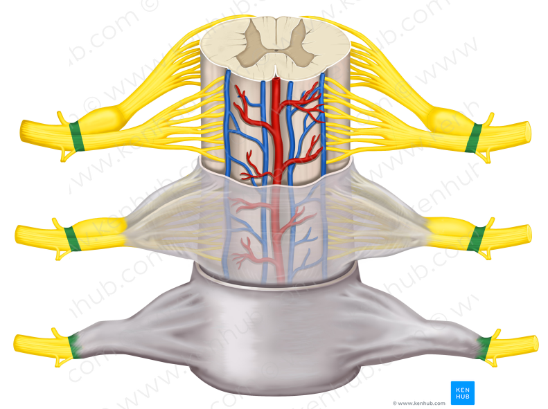 Spinal nerve (#6722)