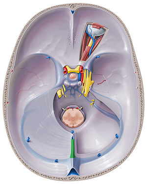 Straight sinus (#9036)