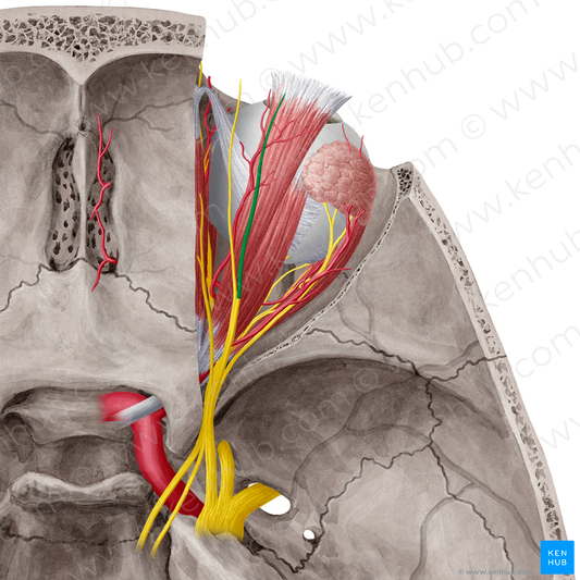 Supraorbital nerve (#6791)