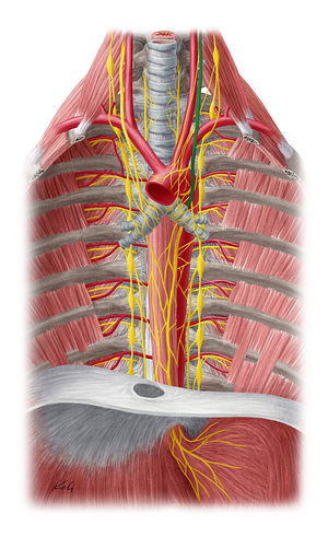 Left vagus nerve (#6892)