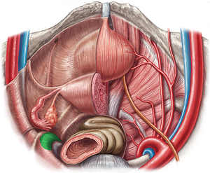 Left internal iliac artery (#1435)