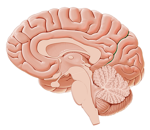 Parietooccipital sulcus (#9302)