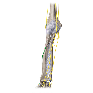 Superficial branch of radial nerve (#8806)