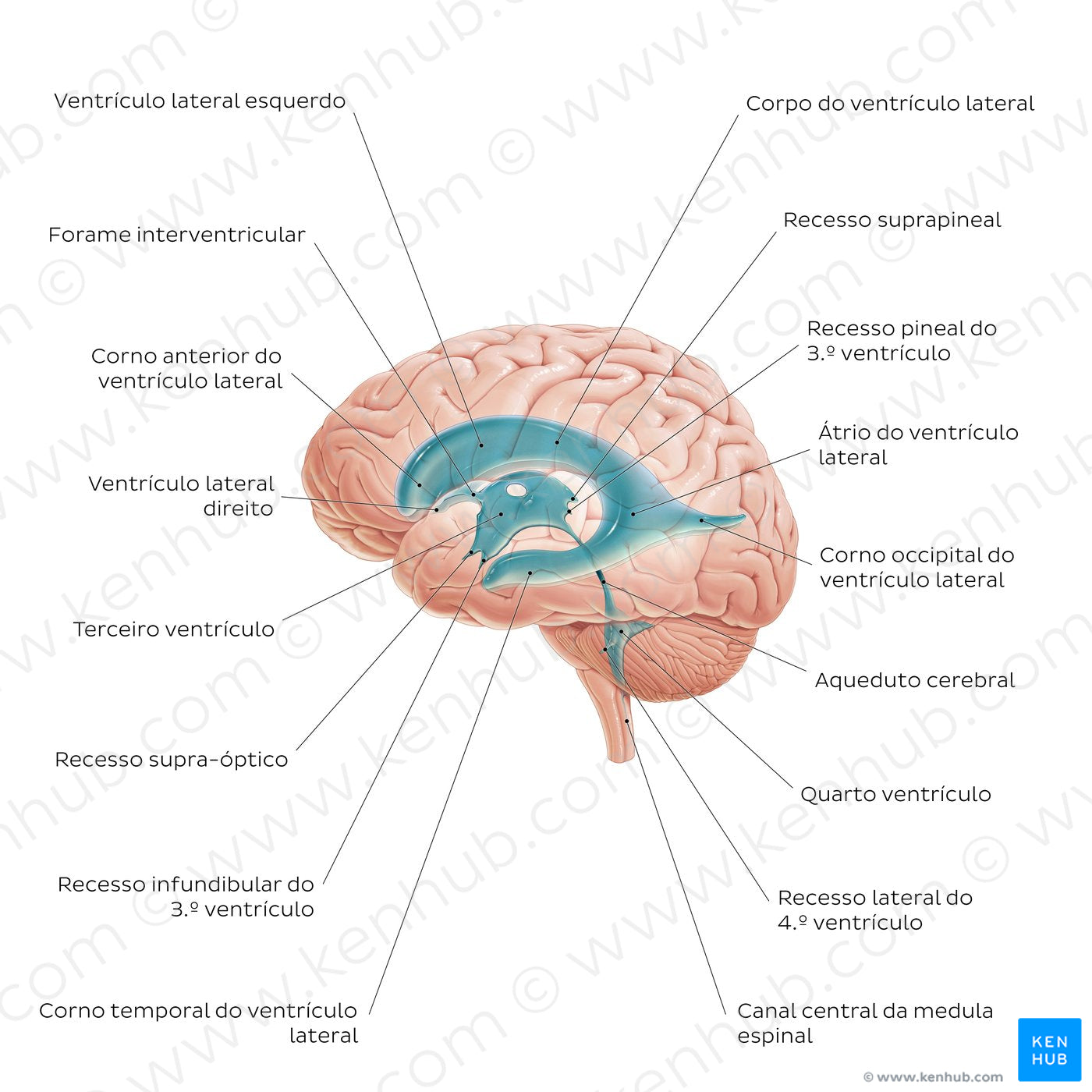 Ventricles of the brain (Portuguese)