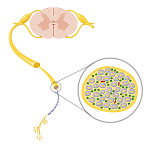 Peripheral nonmyelinated axon (#20768)