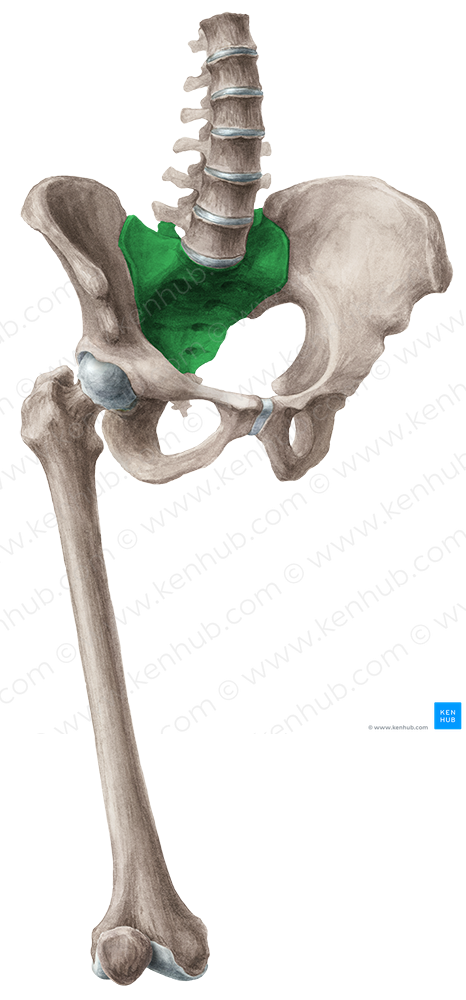 Pelvic surface of sacrum (#3535)