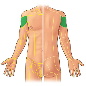 Superior lateral brachial cutaneous nerve (#21929)