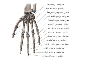 Phalanges of the hand (German)