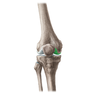 Medial condyle of femur (#20115)