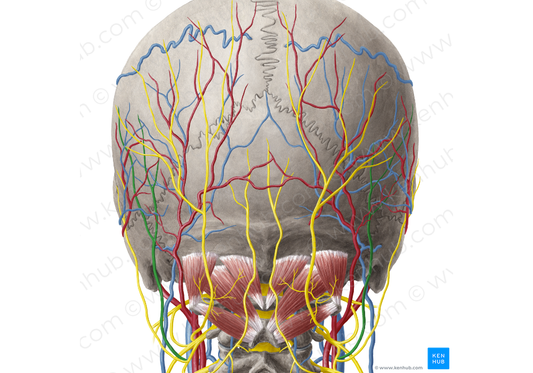 Lesser occipital nerve (#6608)