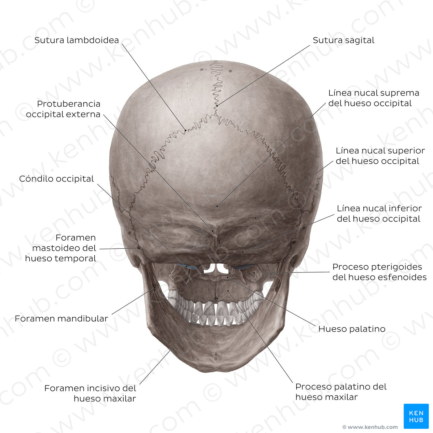 Skull (posterior view) (Spanish)