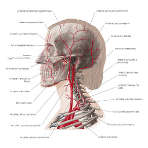 Main arteries of the head and neck (Latin)