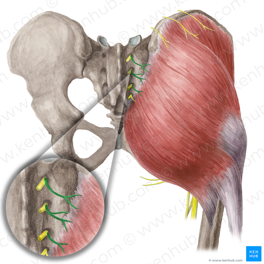 Middle cluneal nerves (#6215)