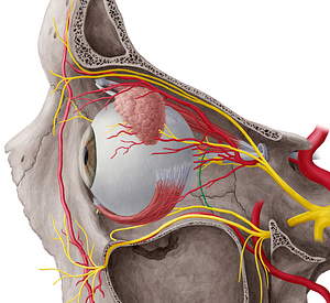 Communicating branch of zygomatic nerve to lacrimal nerve (#8644)