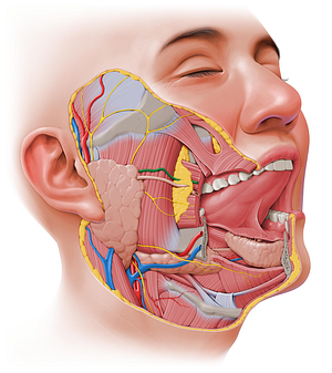 Transverse facial artery (#1950)