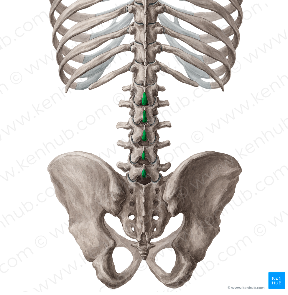 Spinous processes of vertebrae L1-L5 (#8261)