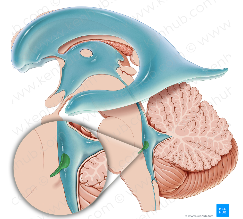 Lateral recess of fourth ventricle (#8846)