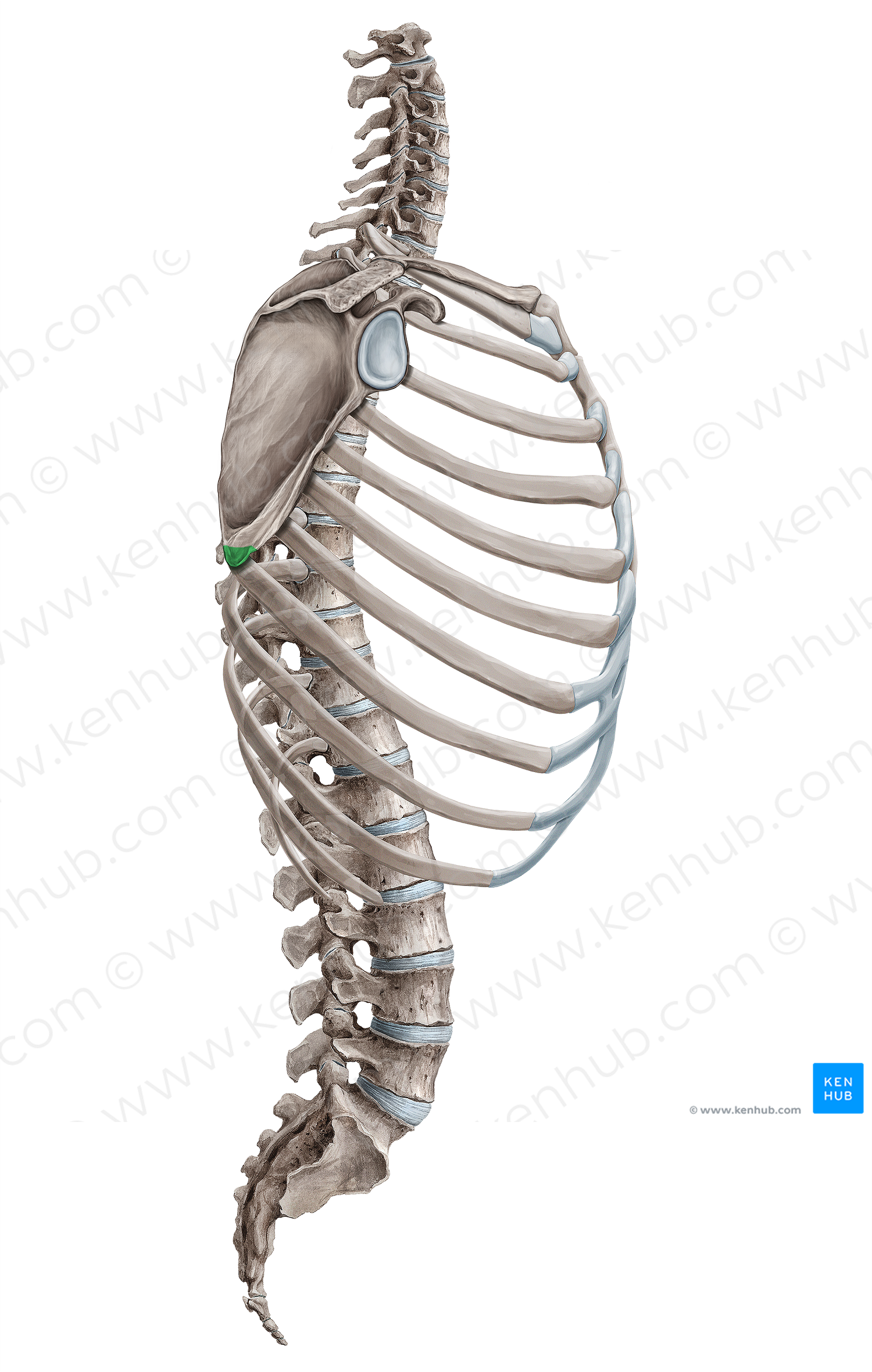 Inferior angle of scapula (#18079)