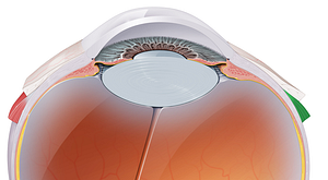 Lateral rectus muscle (#5863)