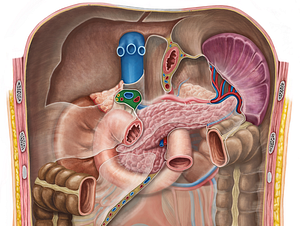 Hepatoduodenal ligament (#4546)