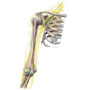 Medial cord of brachial plexus (#3609)