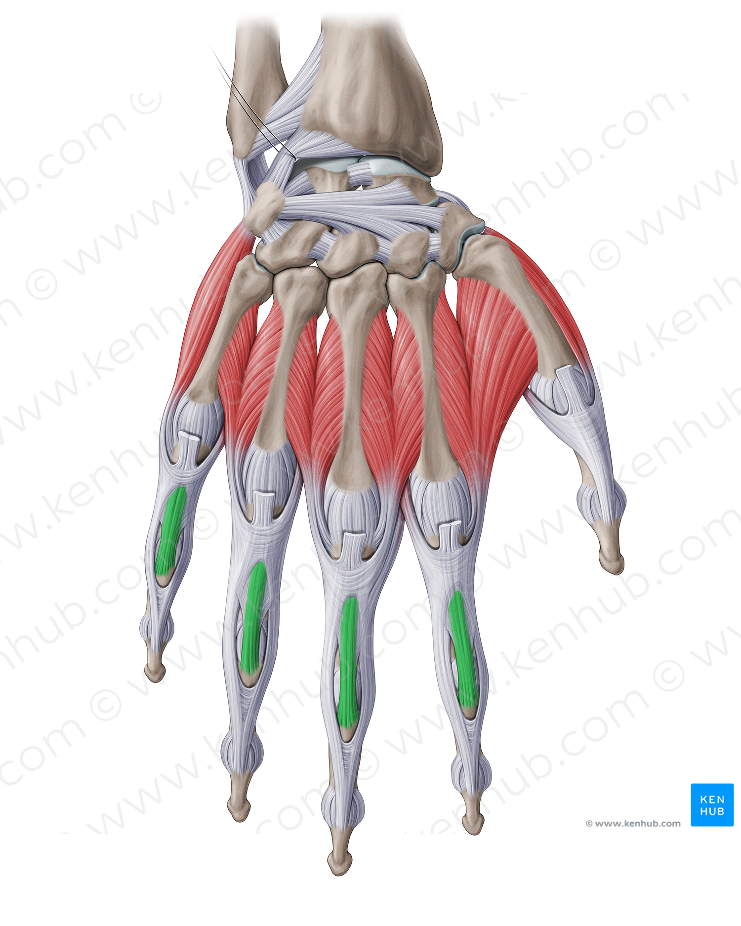 Central band of extensor expansion of hand (#18902)