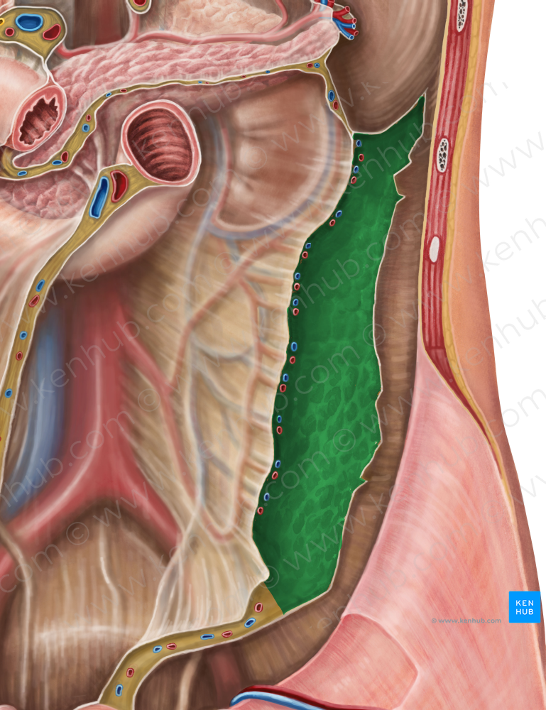 Descending colon (#2735)