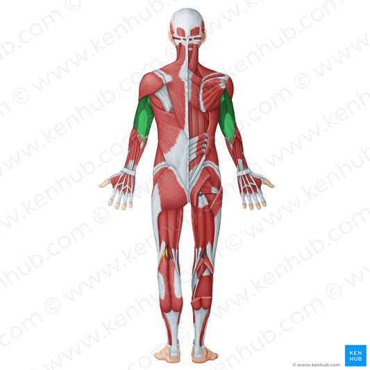 Posterior (extensor) muscles of arm (#20051)