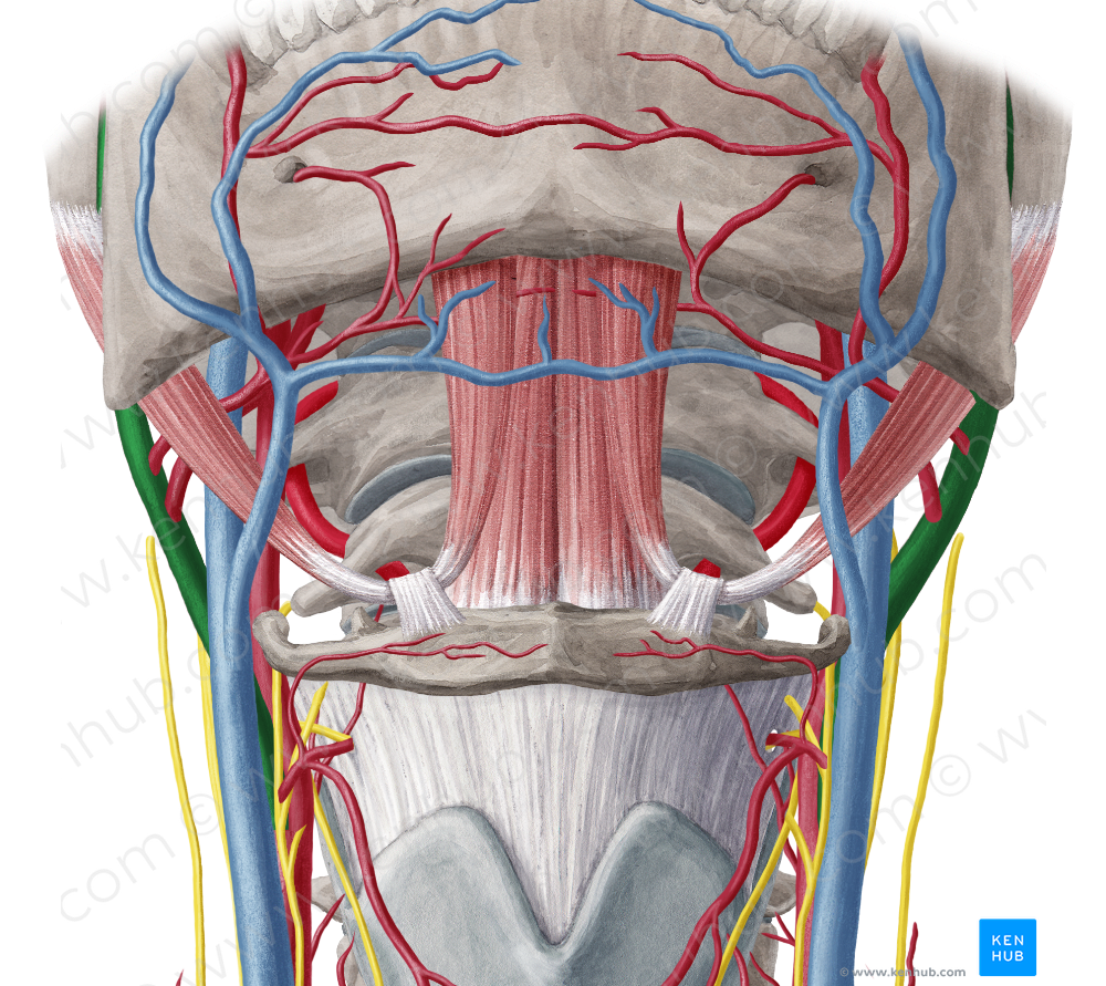 External carotid artery (#959)