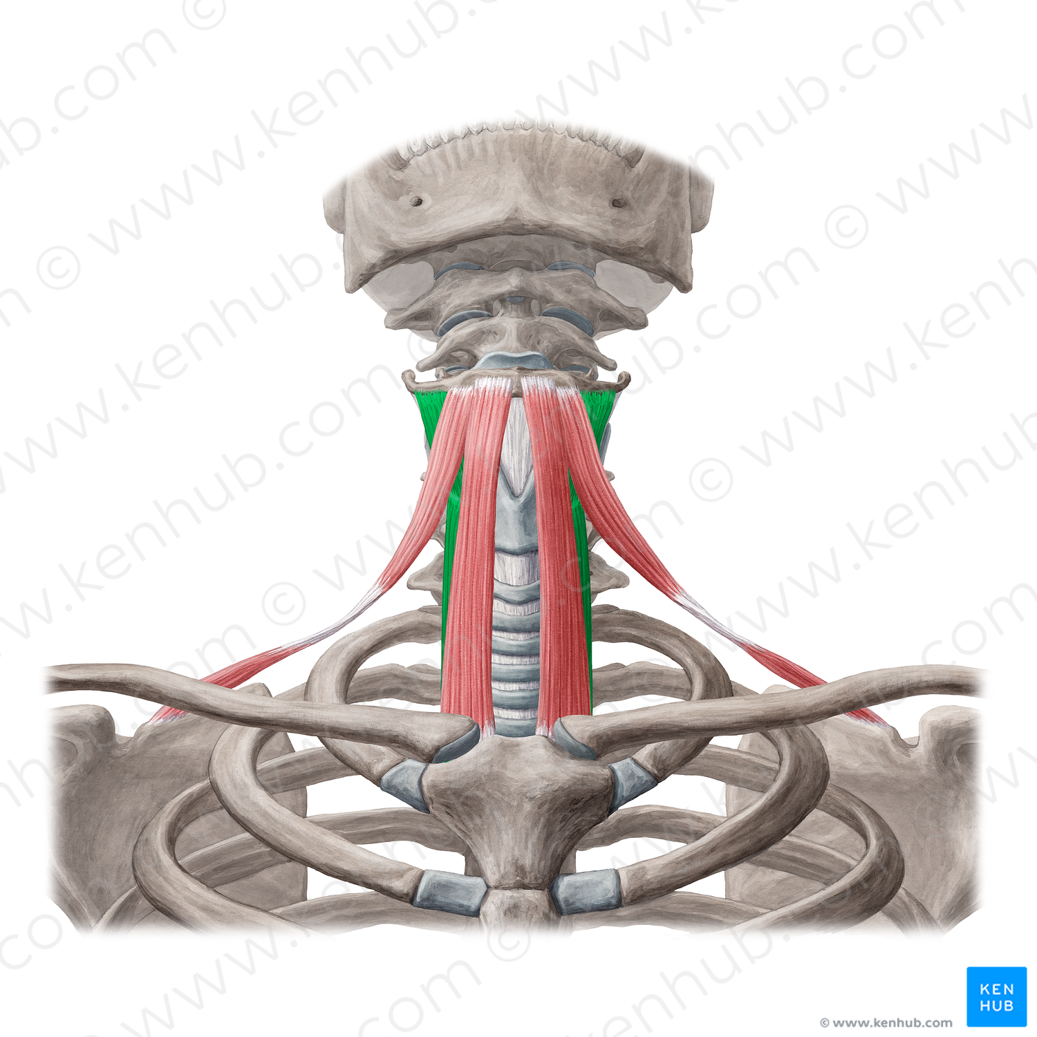 Thyrohyoid muscle & sternothyroid muscle (#6100)