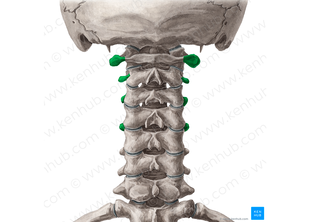 Transverse processes of vertebrae C1-C4 (#8311)