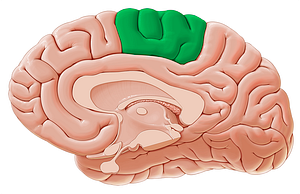 Paracentral lobule (#4759)