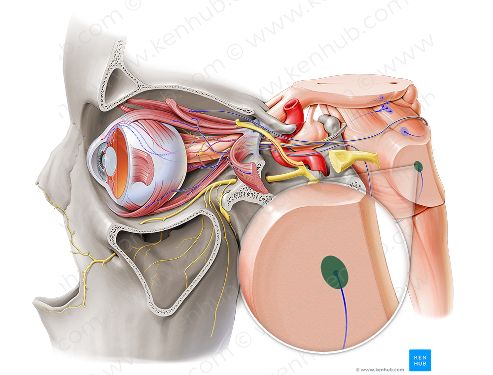 Nucleus of abducens nerve (#7216)