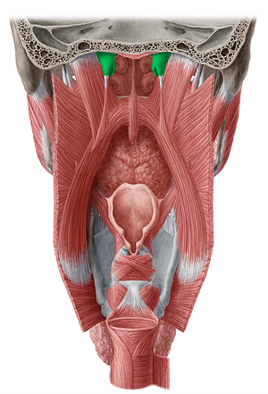 Cartilaginous part of auditory tube (#7675)