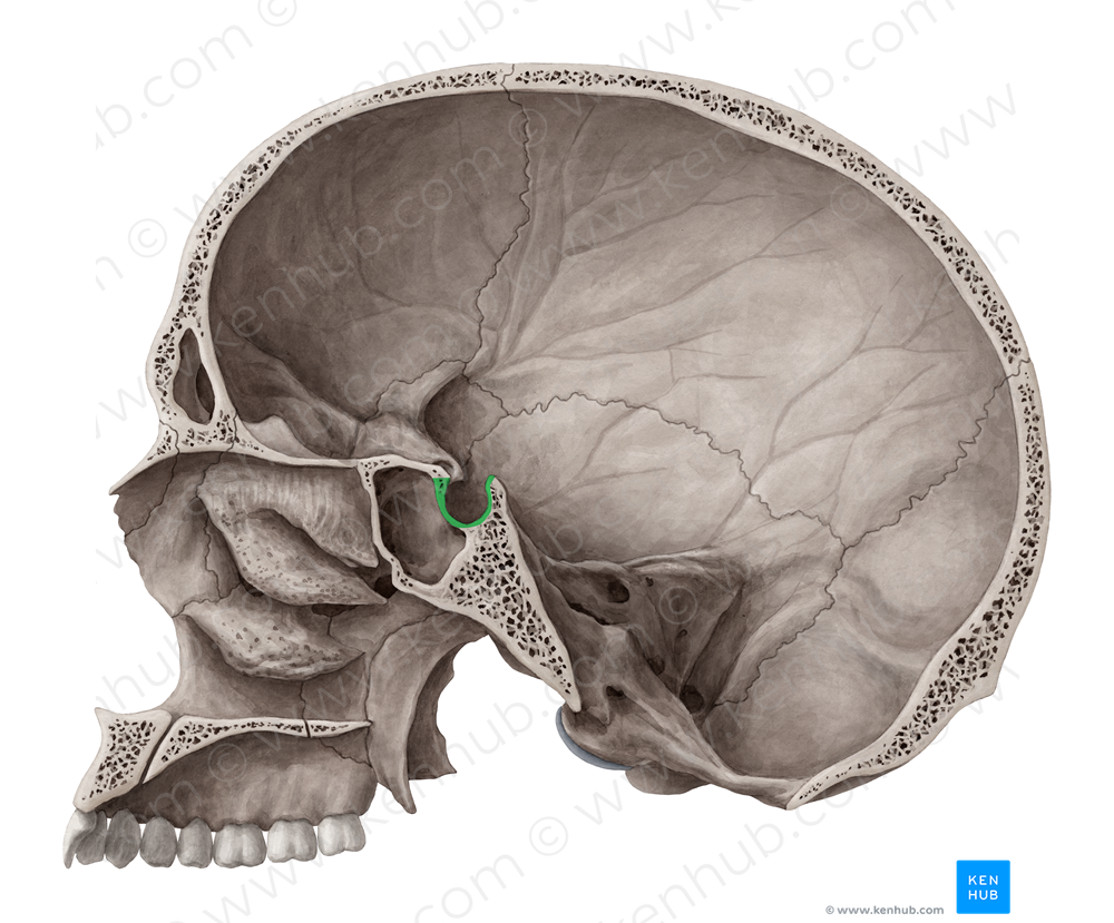 Sella turcica of sphenoid bone (#8974)