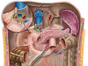 Hepatic duct (#3317)