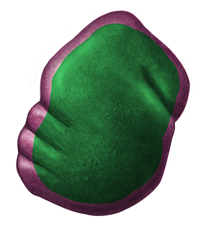 Diaphragmatic surface of spleen (#3496)