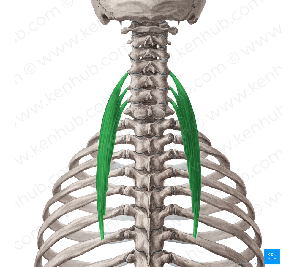 Iliocostalis cervicis muscle (#5459)