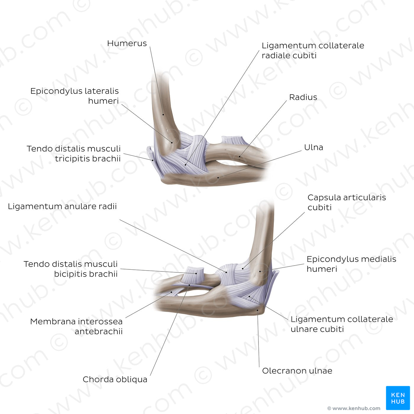 Elbow joint (Latin)