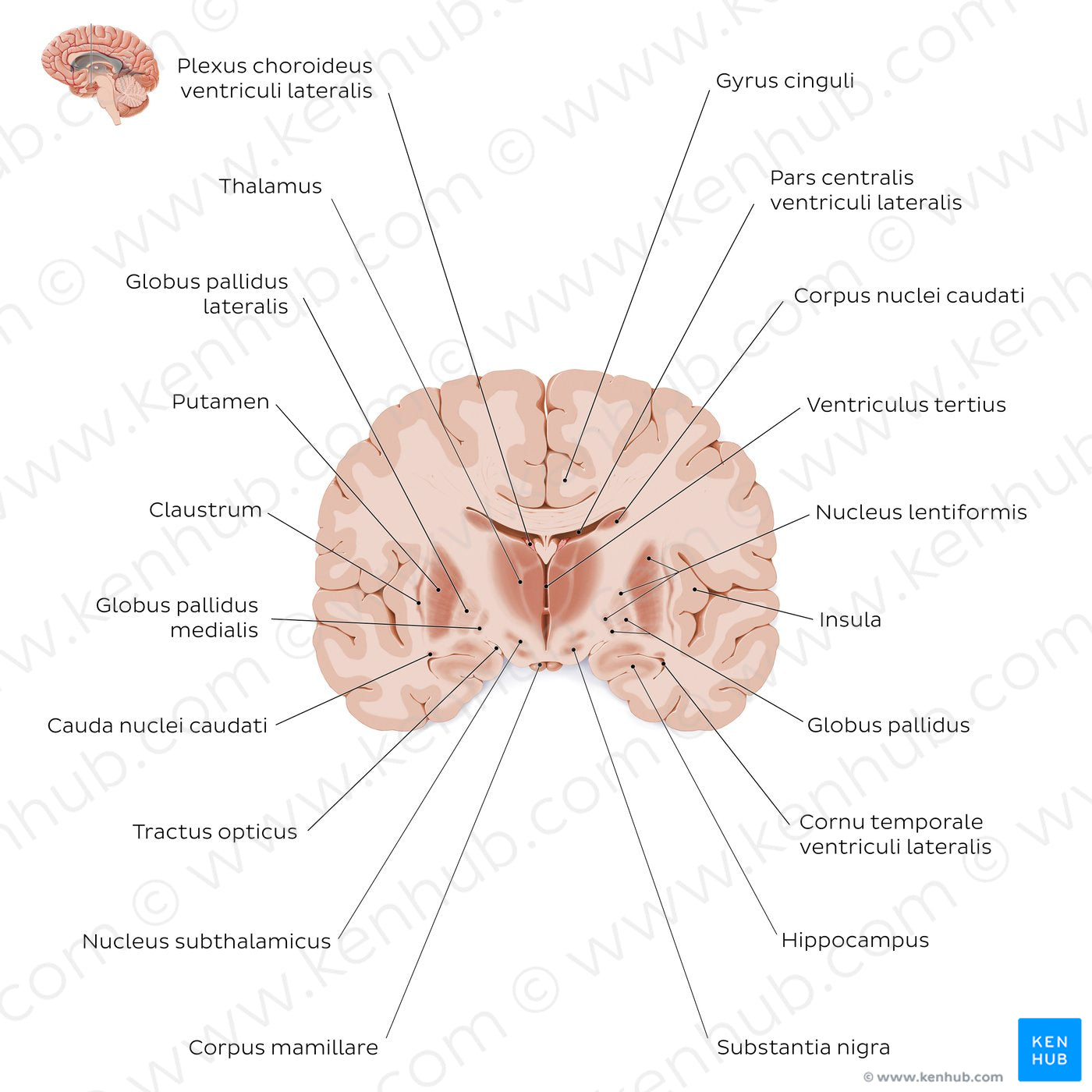 Coronal section of the brain (thalamus level): Gray matter structures (Latin)
