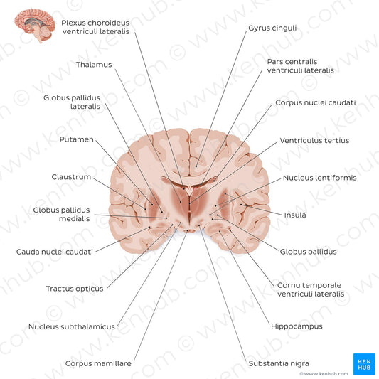 Coronal section of the brain (thalamus level): Gray matter structures (Latin)