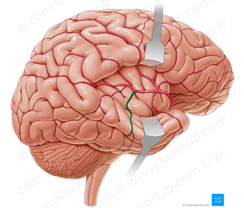 Middle temporal artery (#14440)