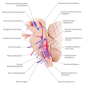Cranial nerve nuclei - sagittal view (efferent) (Latin)