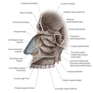 Lateral wall of the nasal cavity (Spanish)