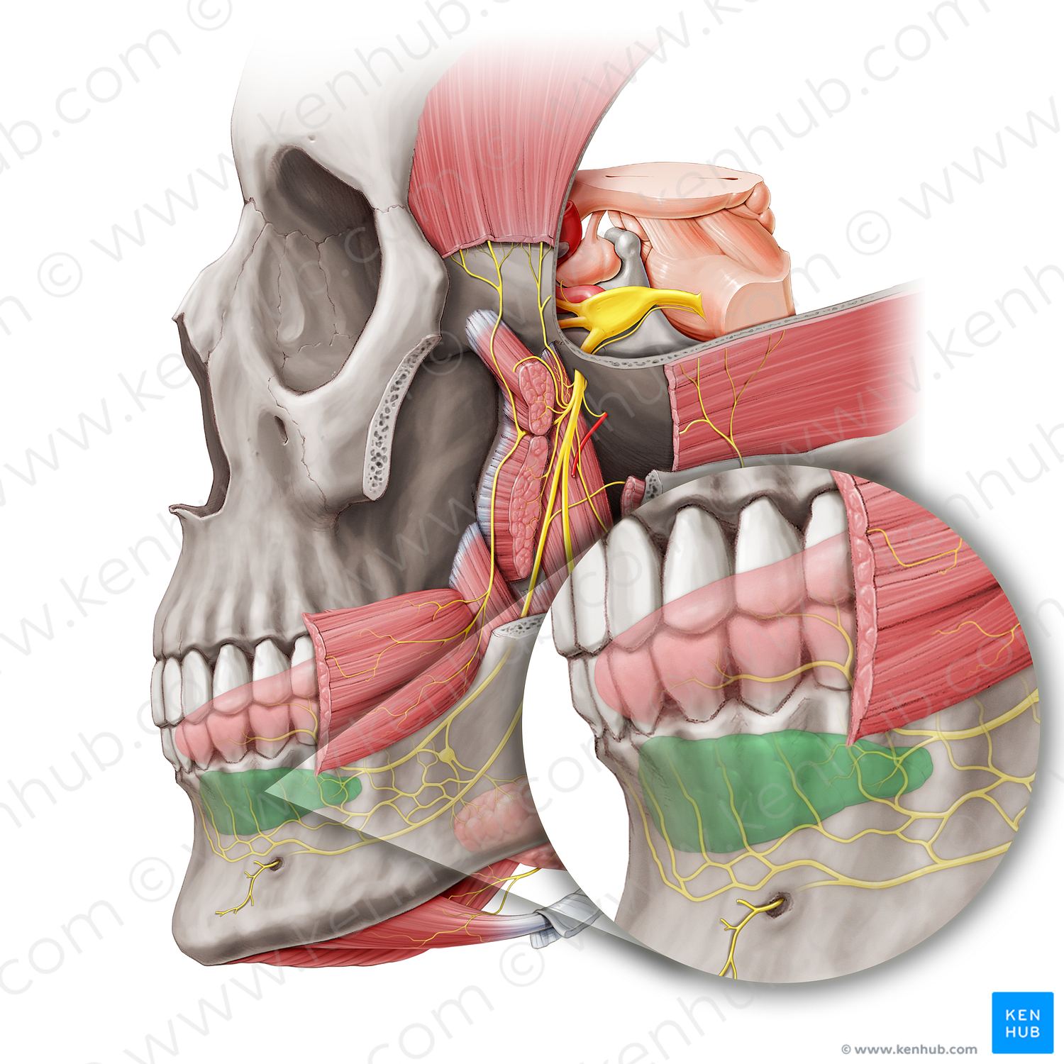 Sublingual gland (#20472)