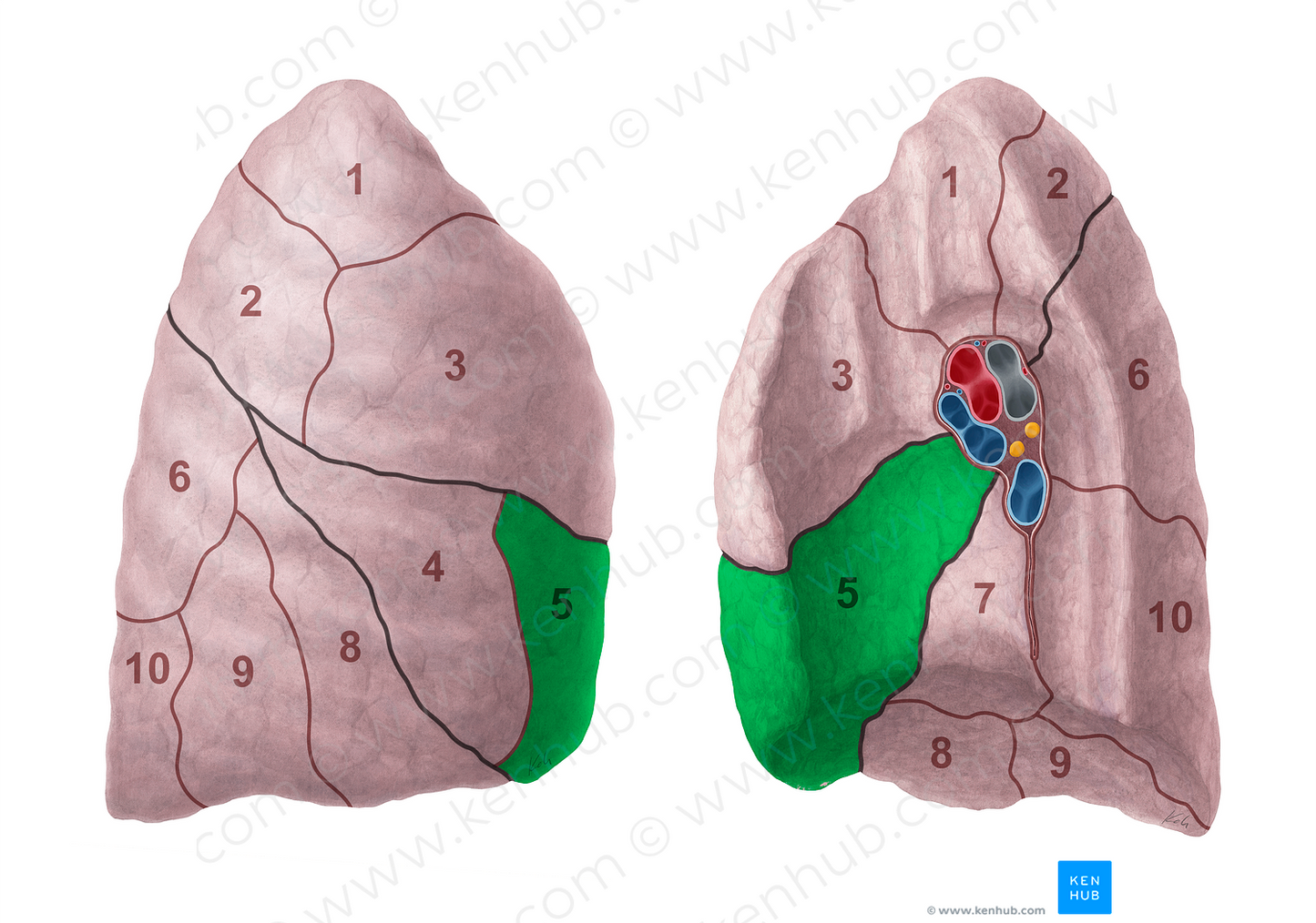 Medial segment of right lung (#20692)