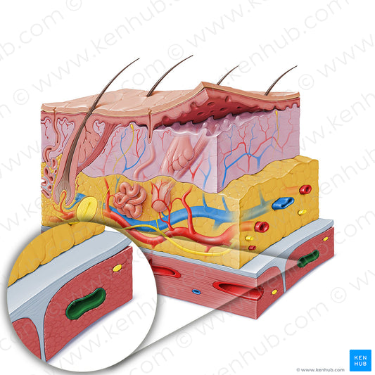 Intramuscular vein (#10338)