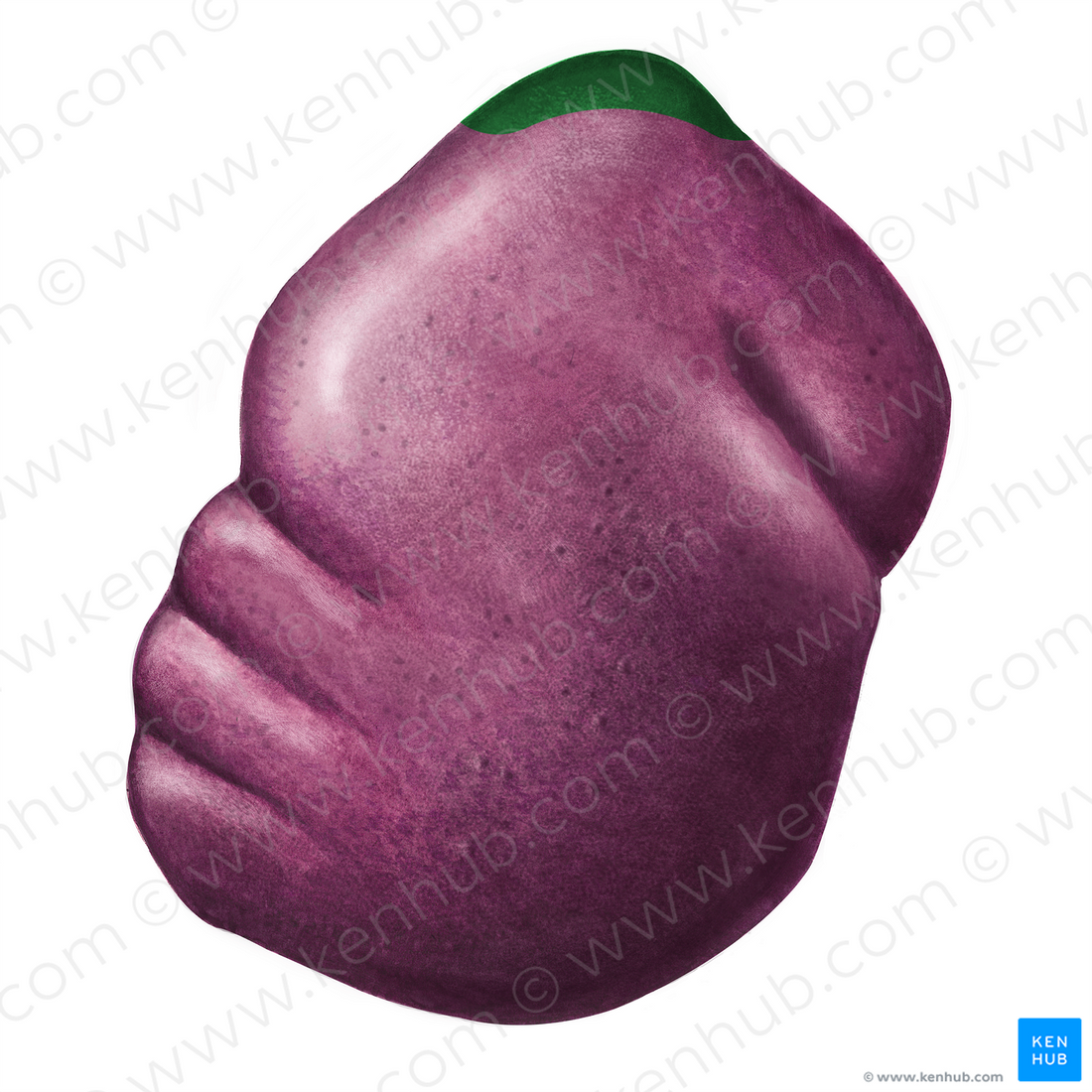 Posterior extremity of spleen (#3440) – Kenhub Image License Store